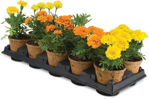 Coir pots